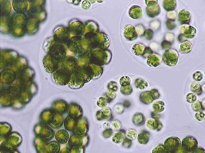 植物プランクトン緑藻類