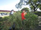 外来植物駆除ボランティアへの協力参加